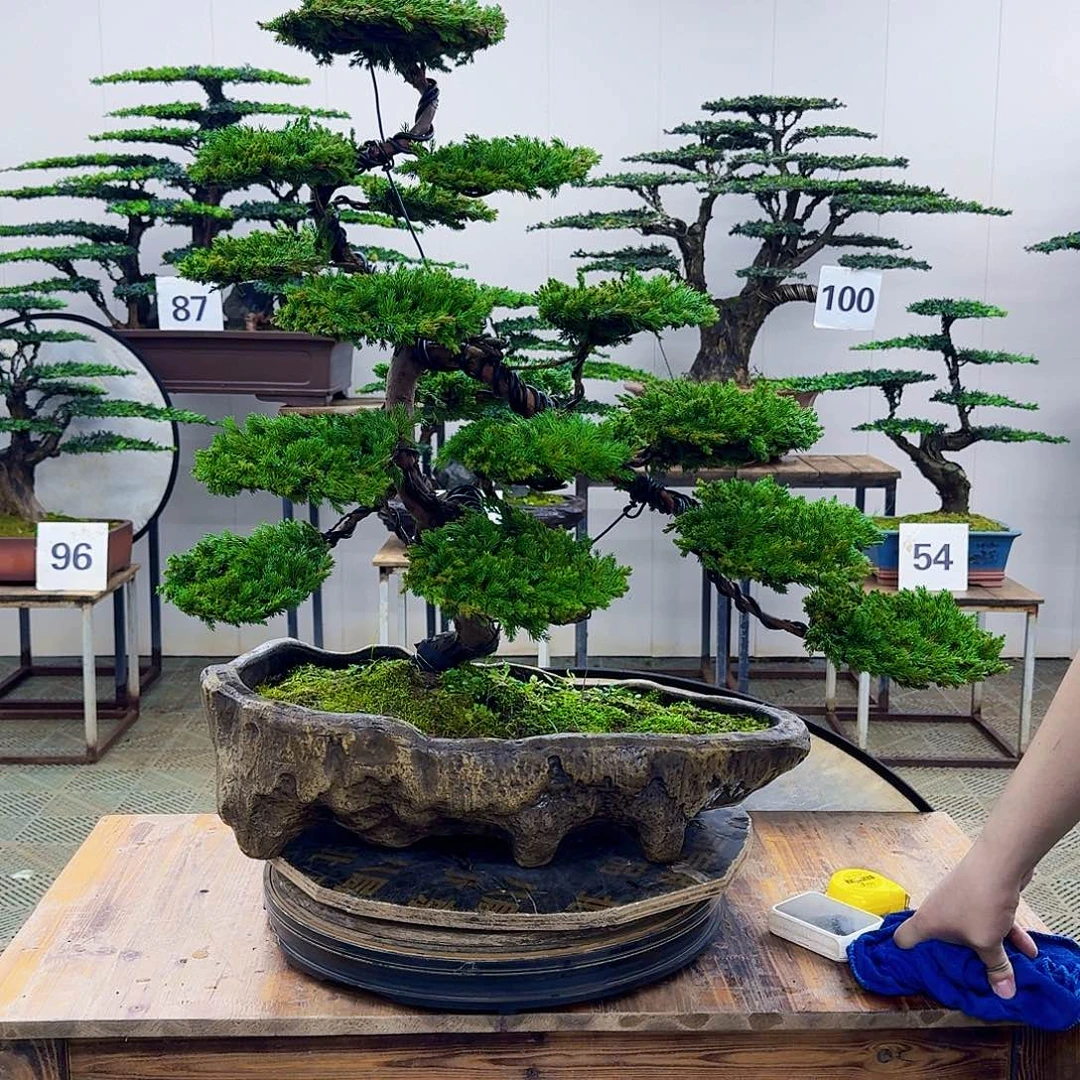 无花朵柏树造型盆景