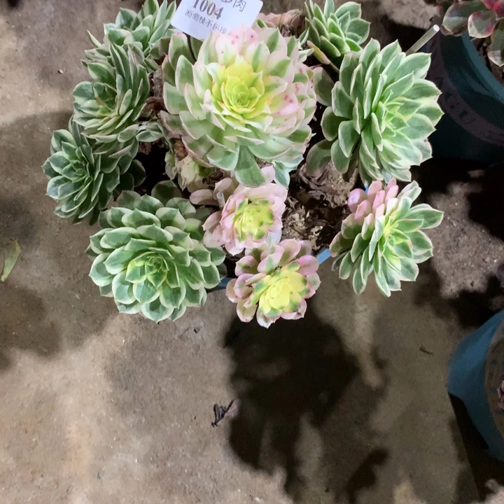 1004海仙多肉植物特价