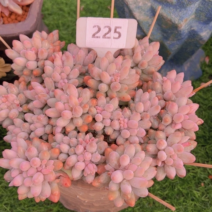 健健康康平平安安