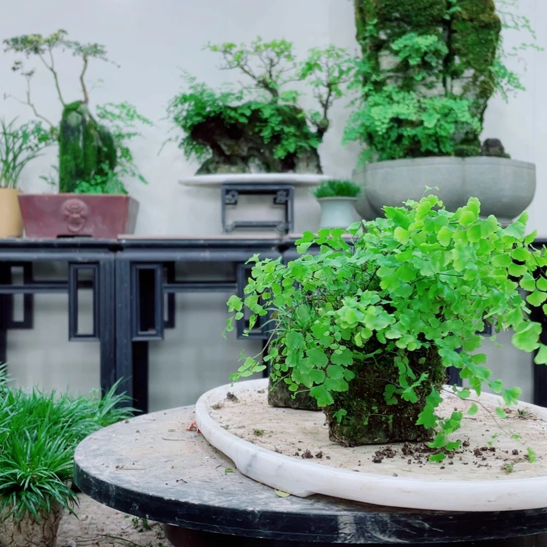 无铅玻璃专*铁线蕨铁线蕨铁线蕨