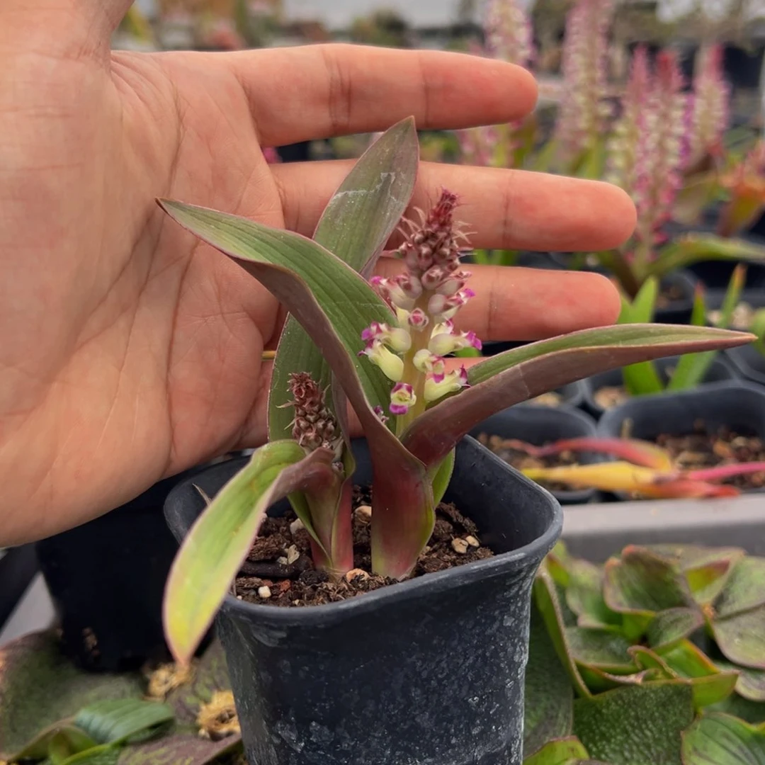 红边艳镜带崽实生根