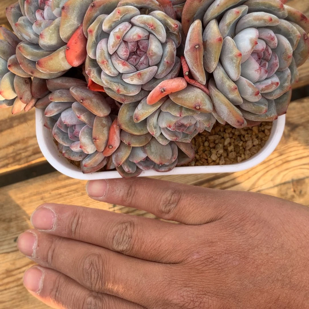 天***神A729售后范围：签收起7天内