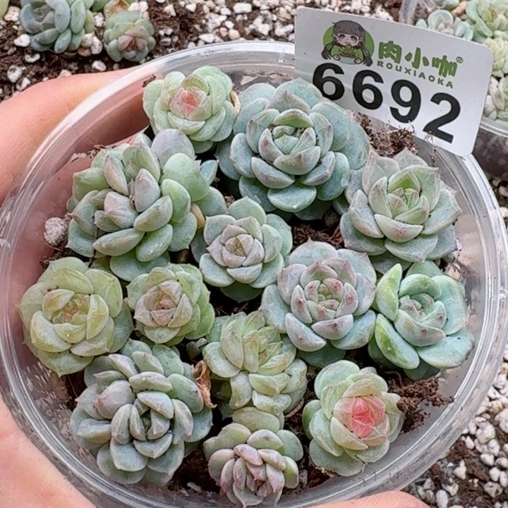 多肉植物多肉植物