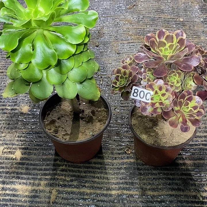 宠***无800，2棵多肉植物法师