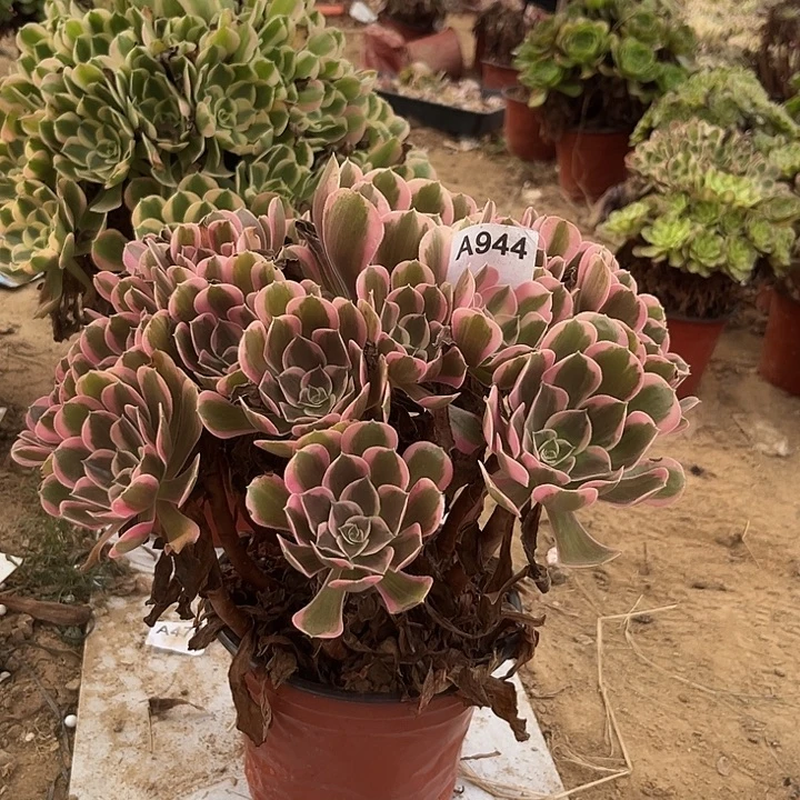 黄后多肉植物一个944