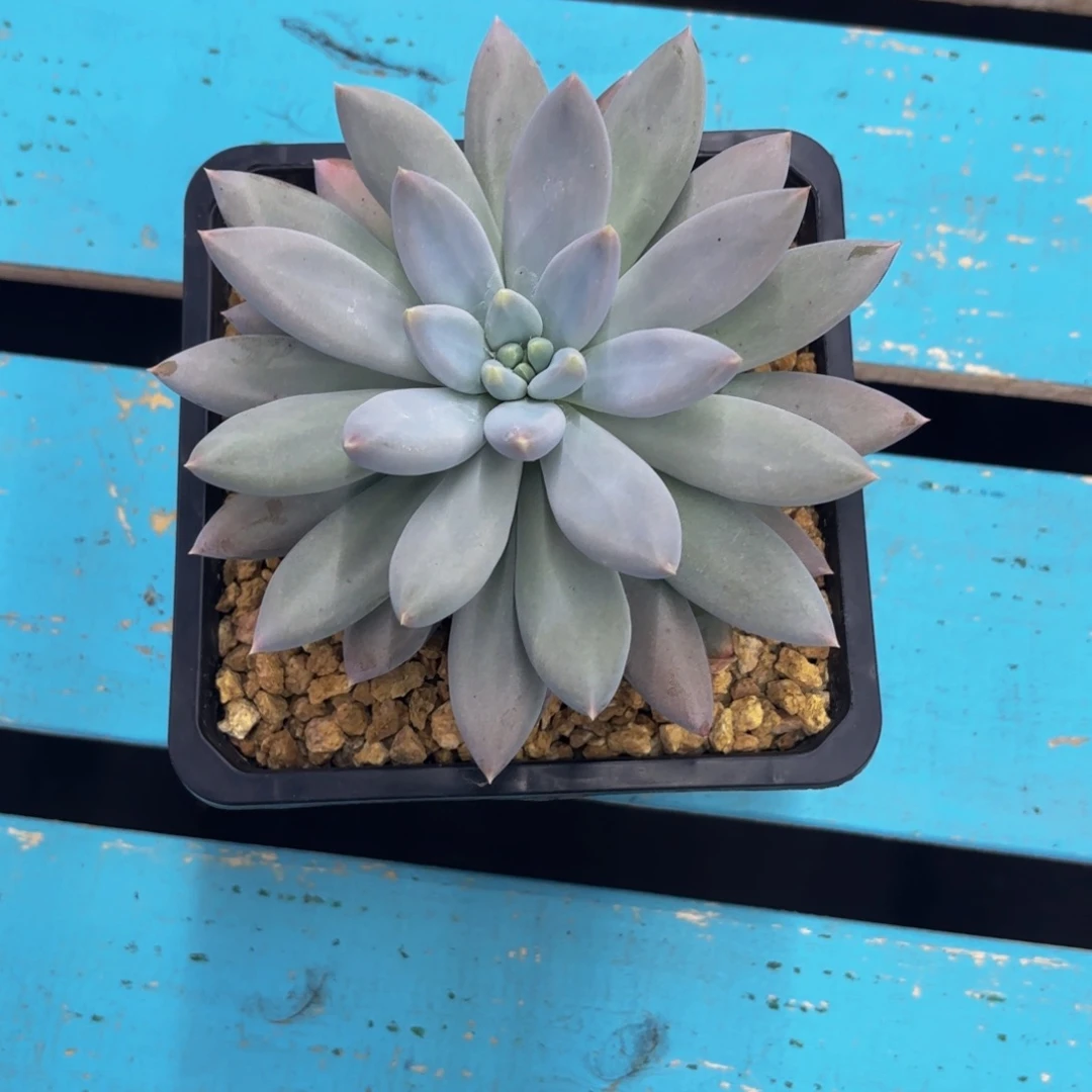 梦***萍哥特萝莉多肉植物寄养