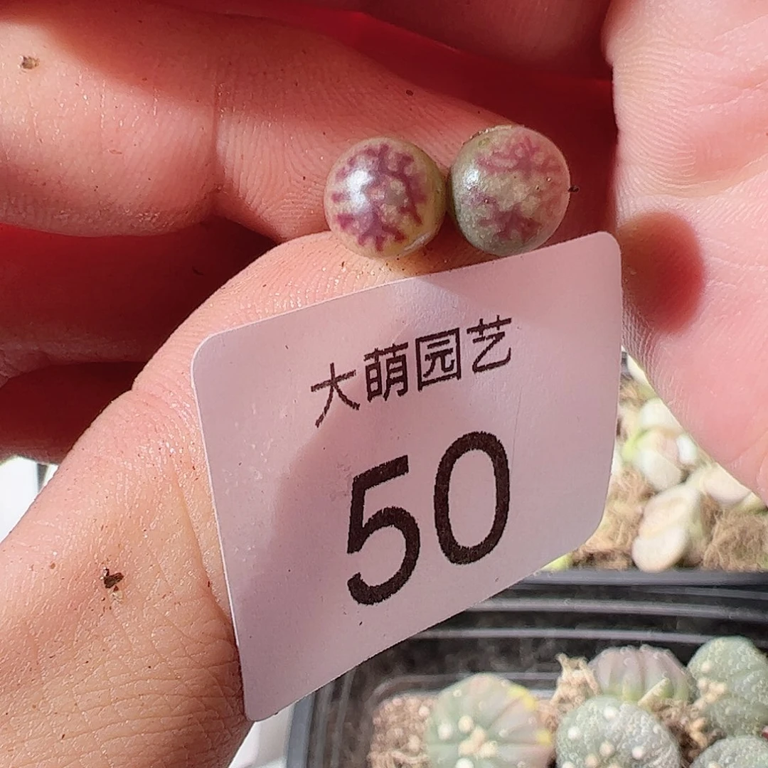 000050 一物一拍……