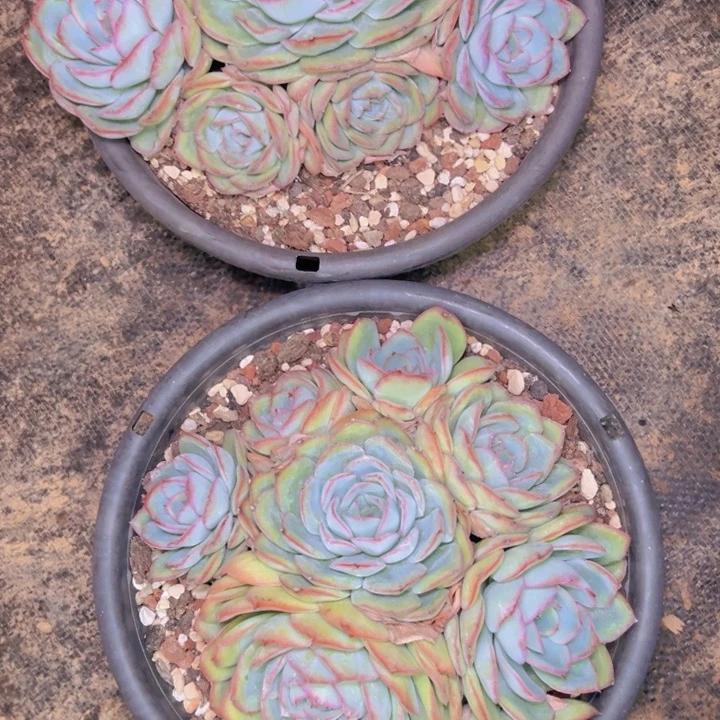 小***…832两棵///////////////