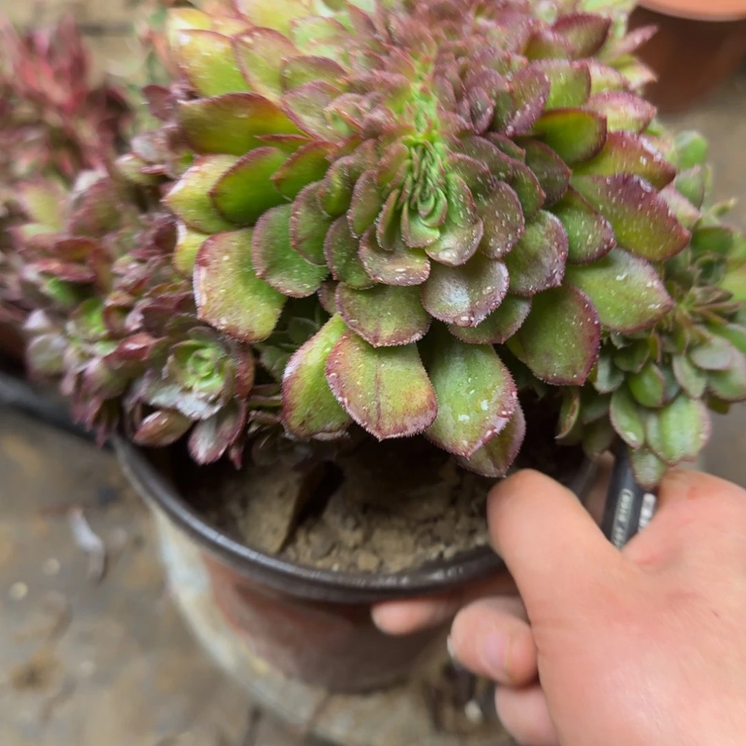 587万缀法师多肉