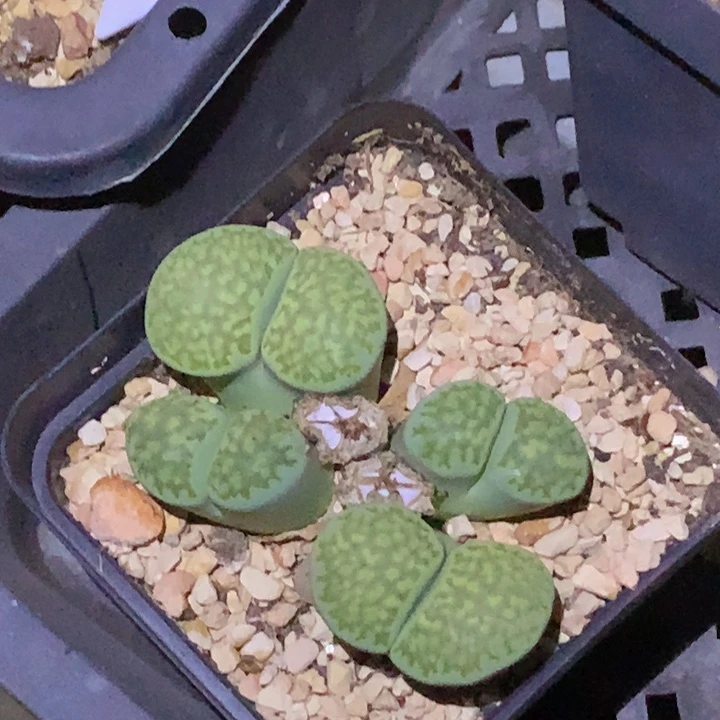 48866668998965865998