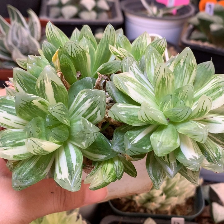 花火玉露锦带盆土发货