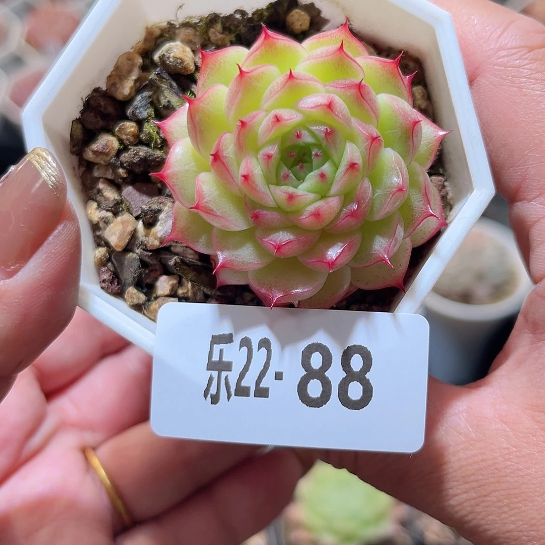 乐22-88 海王单头