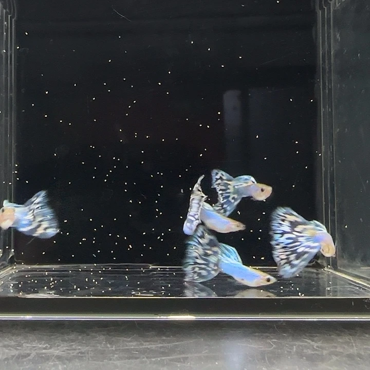 孔雀鱼辛加蓝马赛克5对 特价