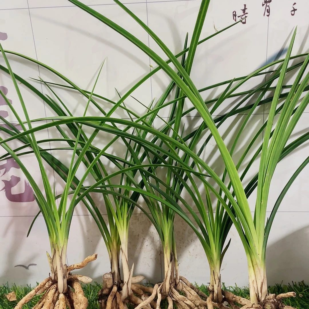 祥***瑞完全开放兰花兰花