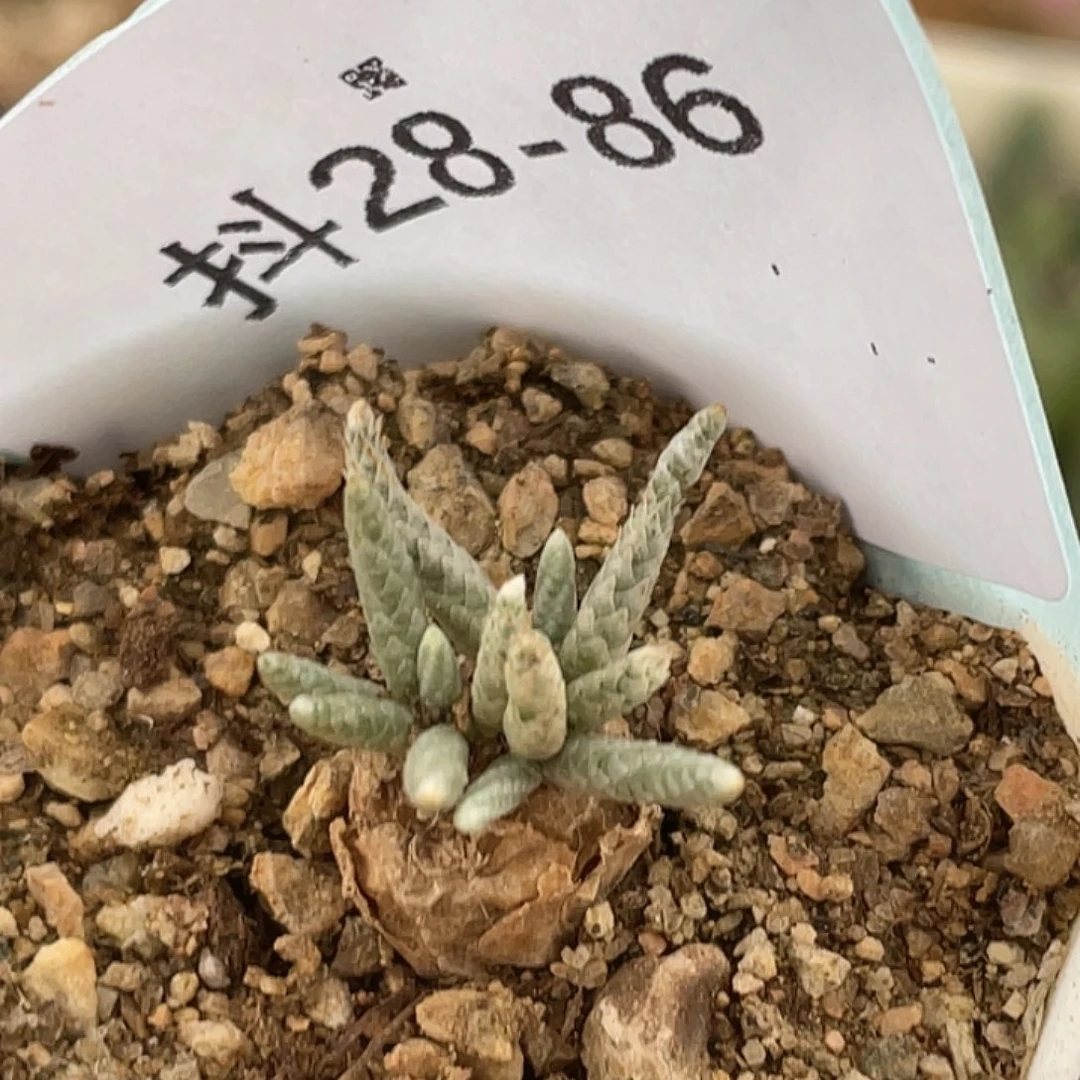 28-86韧锦多肉植物