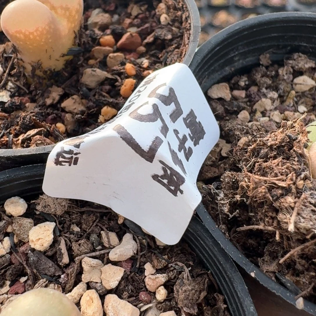 回****料557大IP的土发货