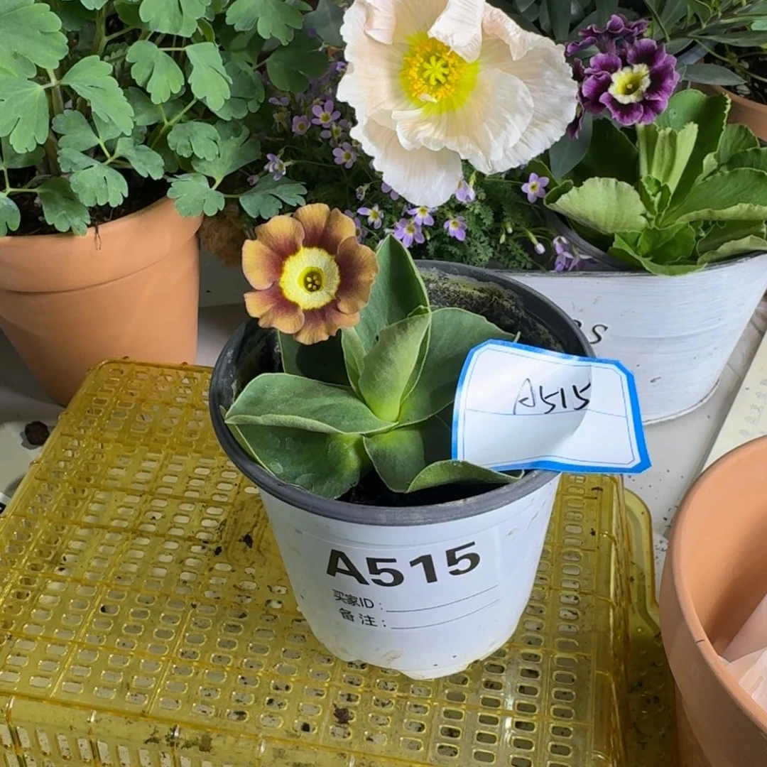 一物一拍    耳叶A515