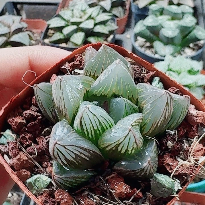 无花朵十二卷 具神兵 福利