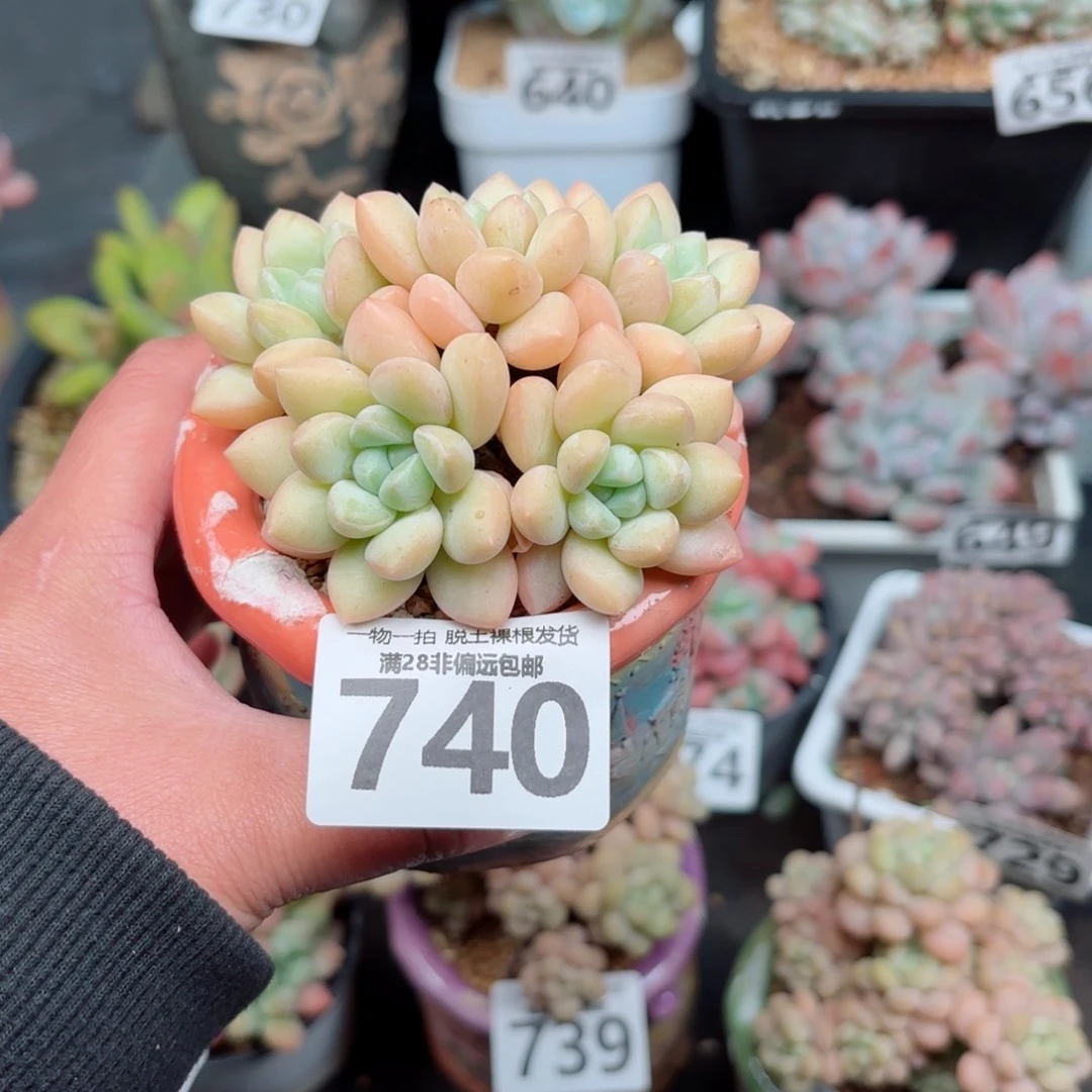 泡泡糖整群无盆土发货