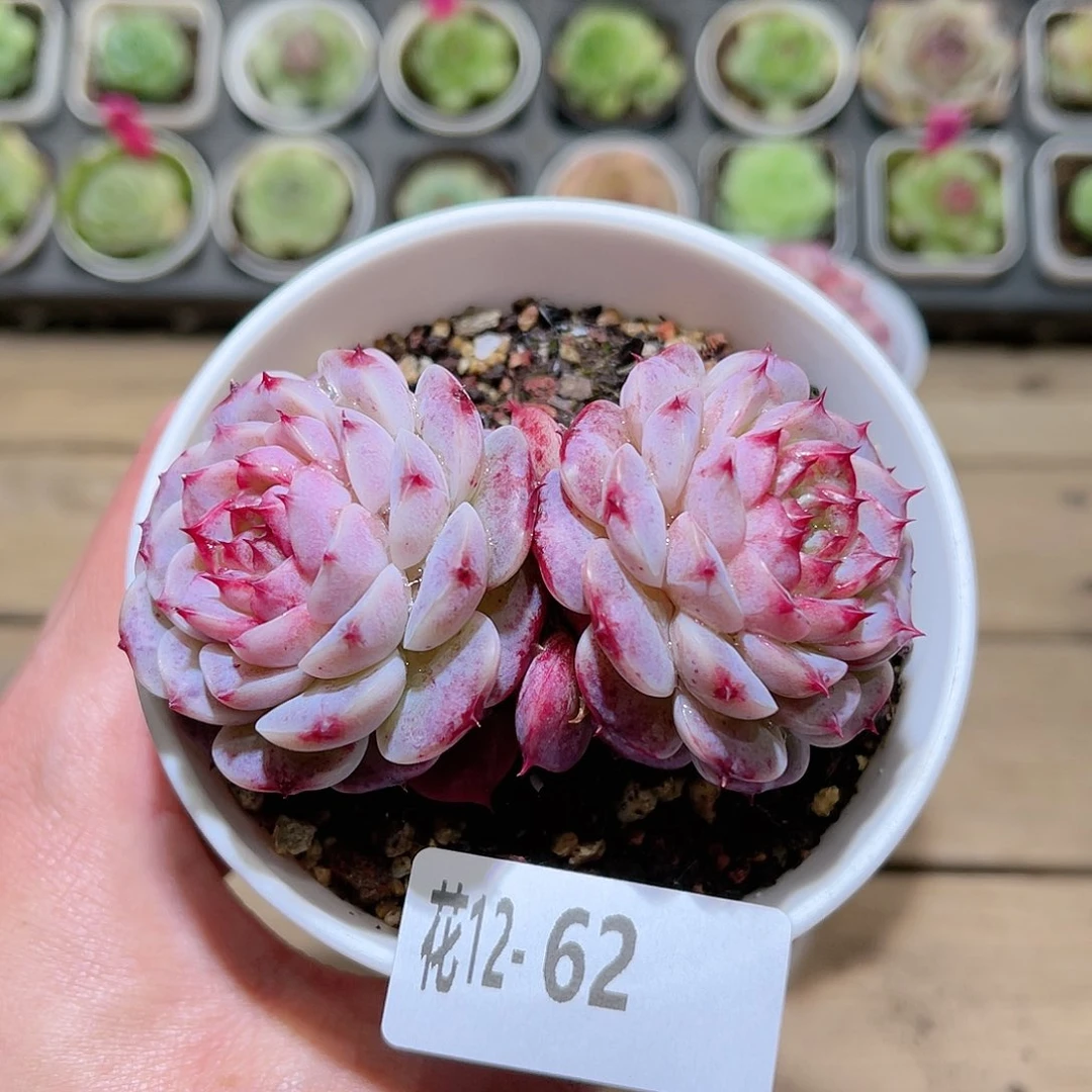 花利美12-62天鹅绒