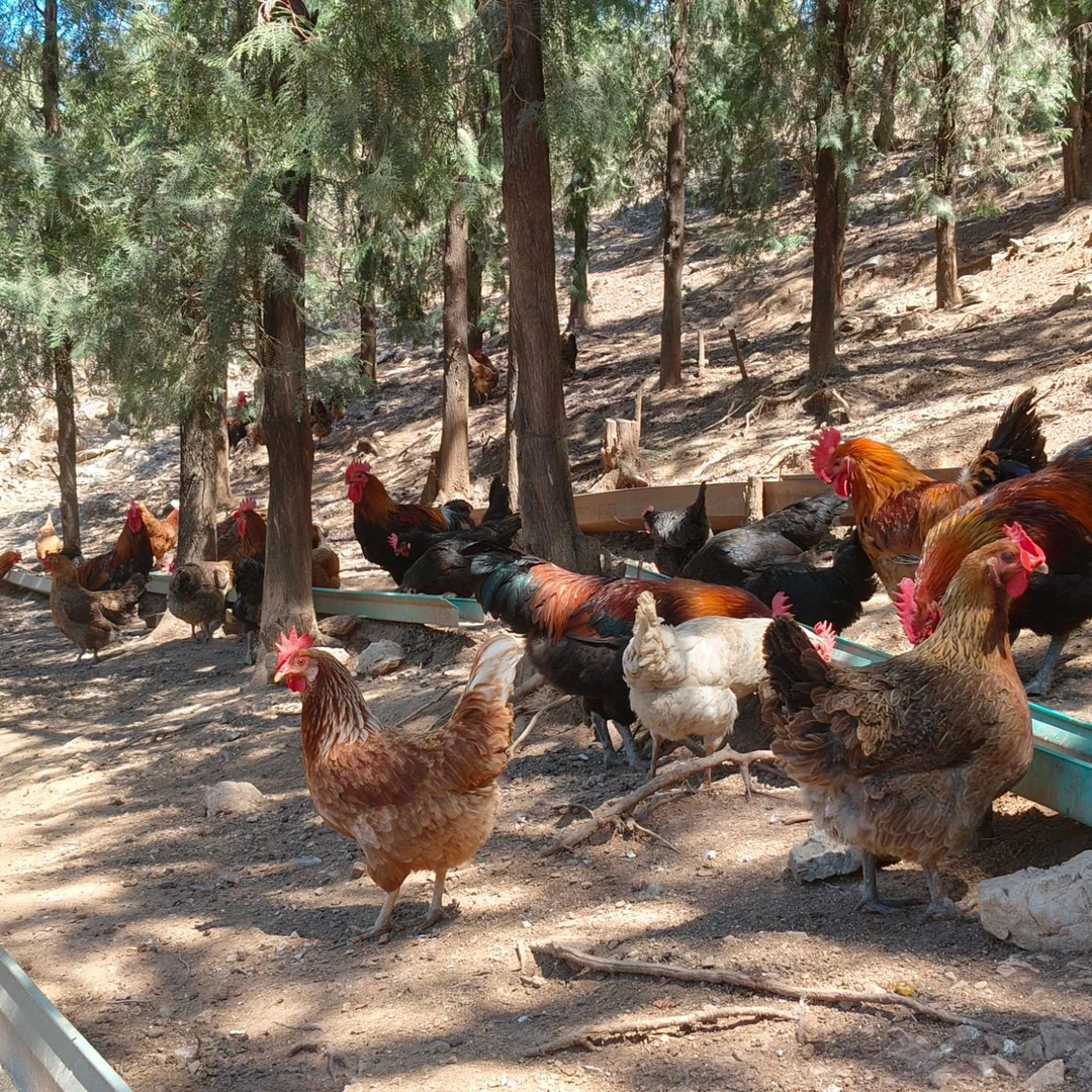农家散养黄油老母鸡1只含内脏活鸡宰杀净重3斤