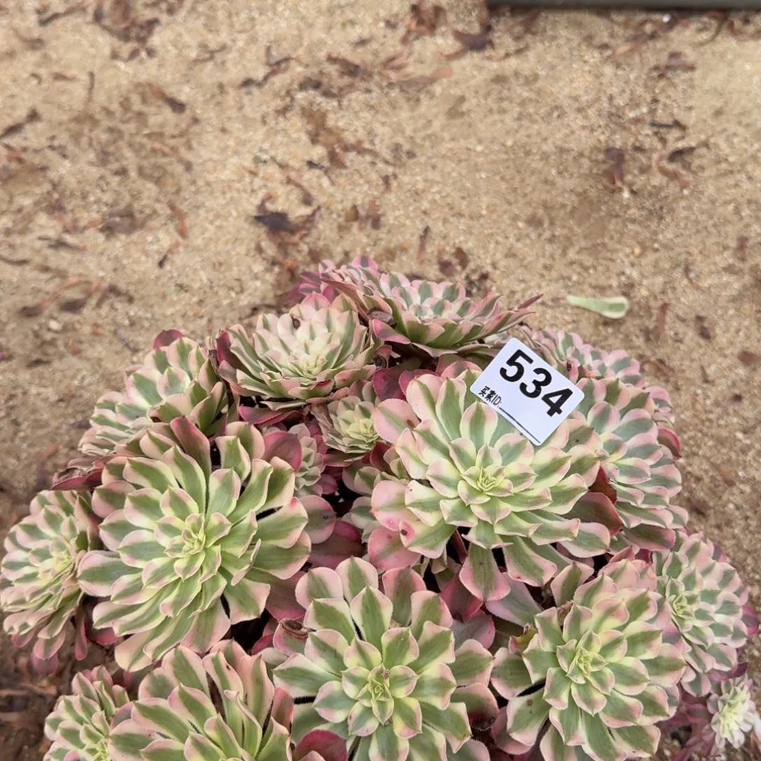 534红彤多肉植物