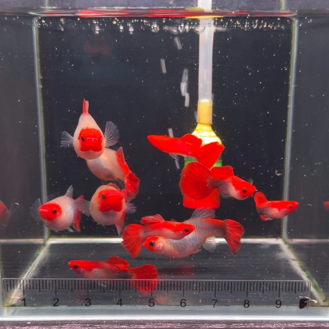 淡水2厘米公母搭配黄化深海蓝玻璃猫8➕2备损