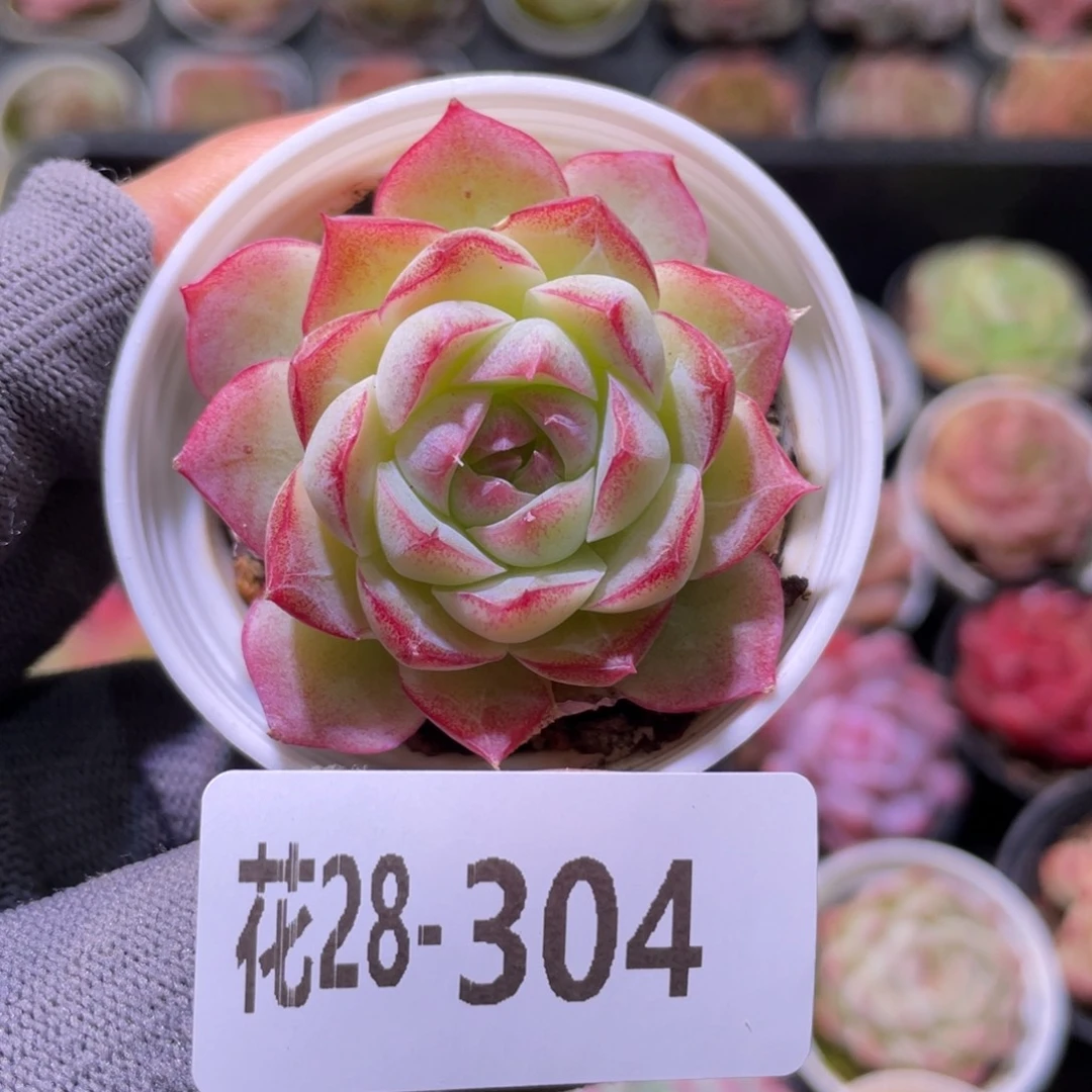 花利美28-304女王