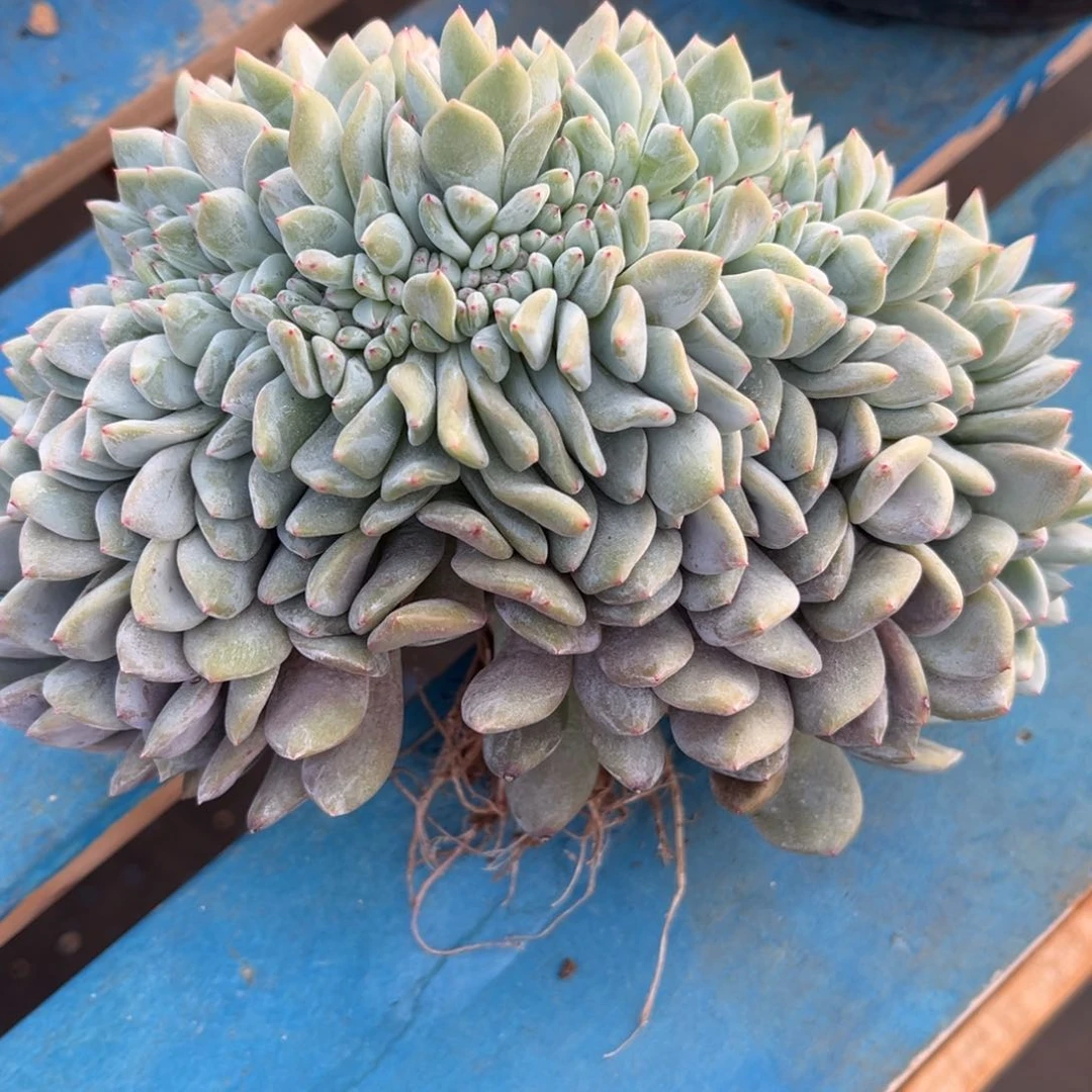 然*然1234568892858658