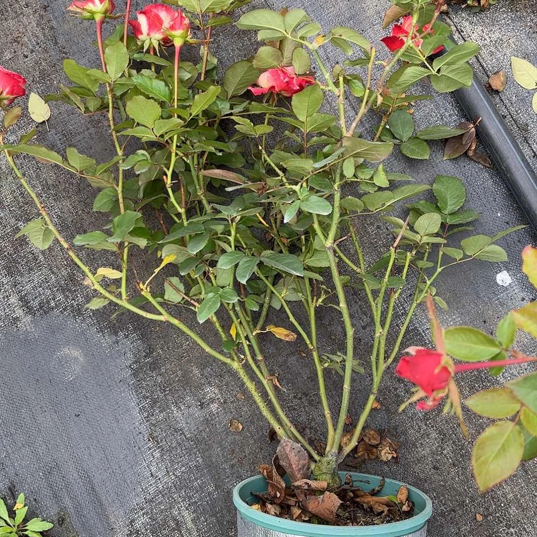 无花朵卡巴莱，1.8加仑土球发货，超高修剪