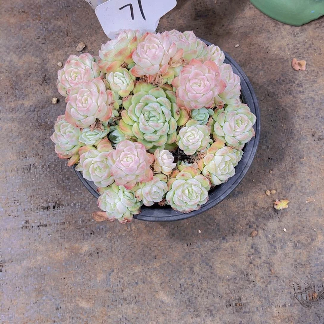 彩****渣71昔云。。。。。。。。