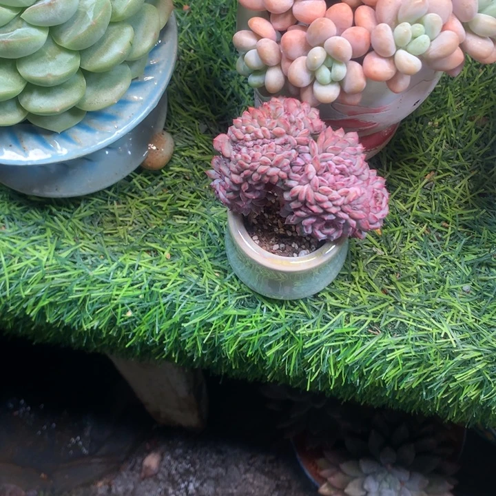 白胖子小树多肉发货