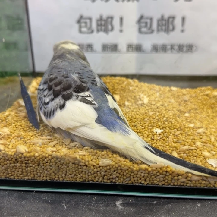 虎皮鹦鹉大头虎皮鹦鹉