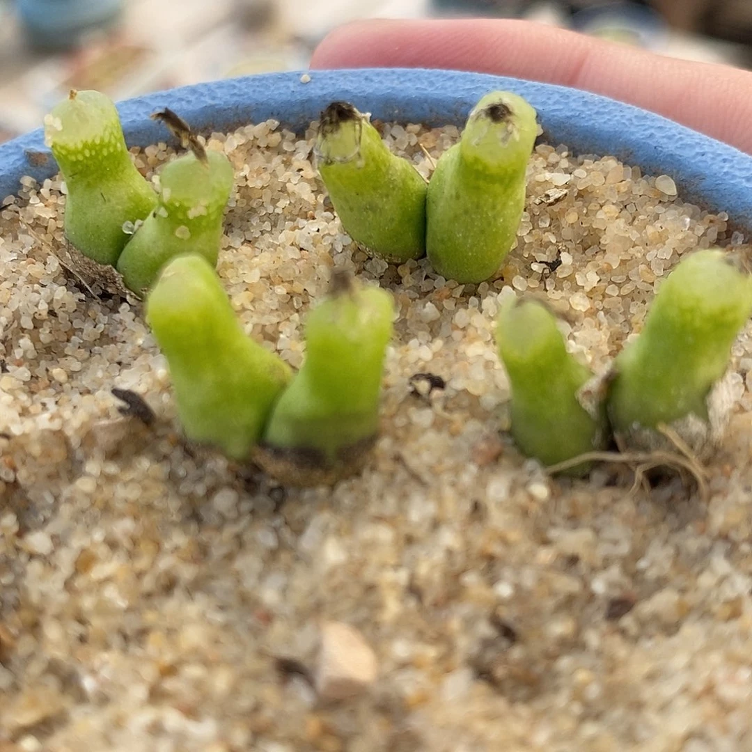 165双头小葫芦一颗。