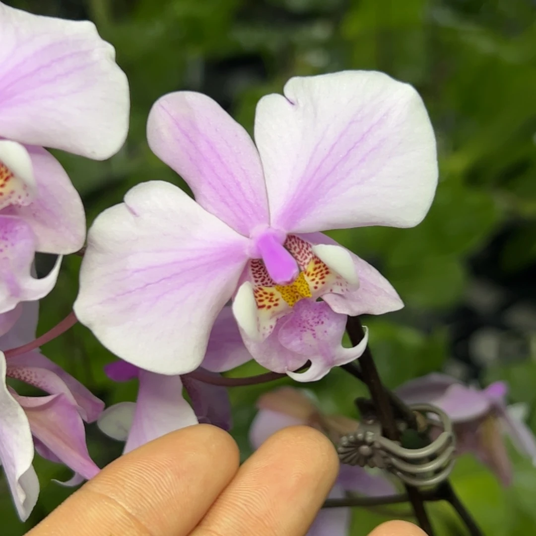 完全开放l019三寸西