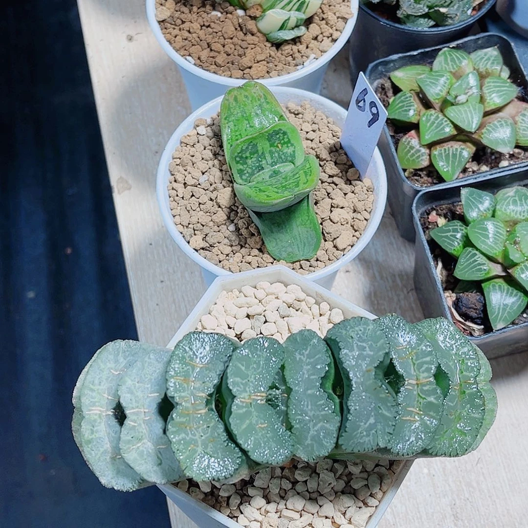 三颗肉肉都是精品