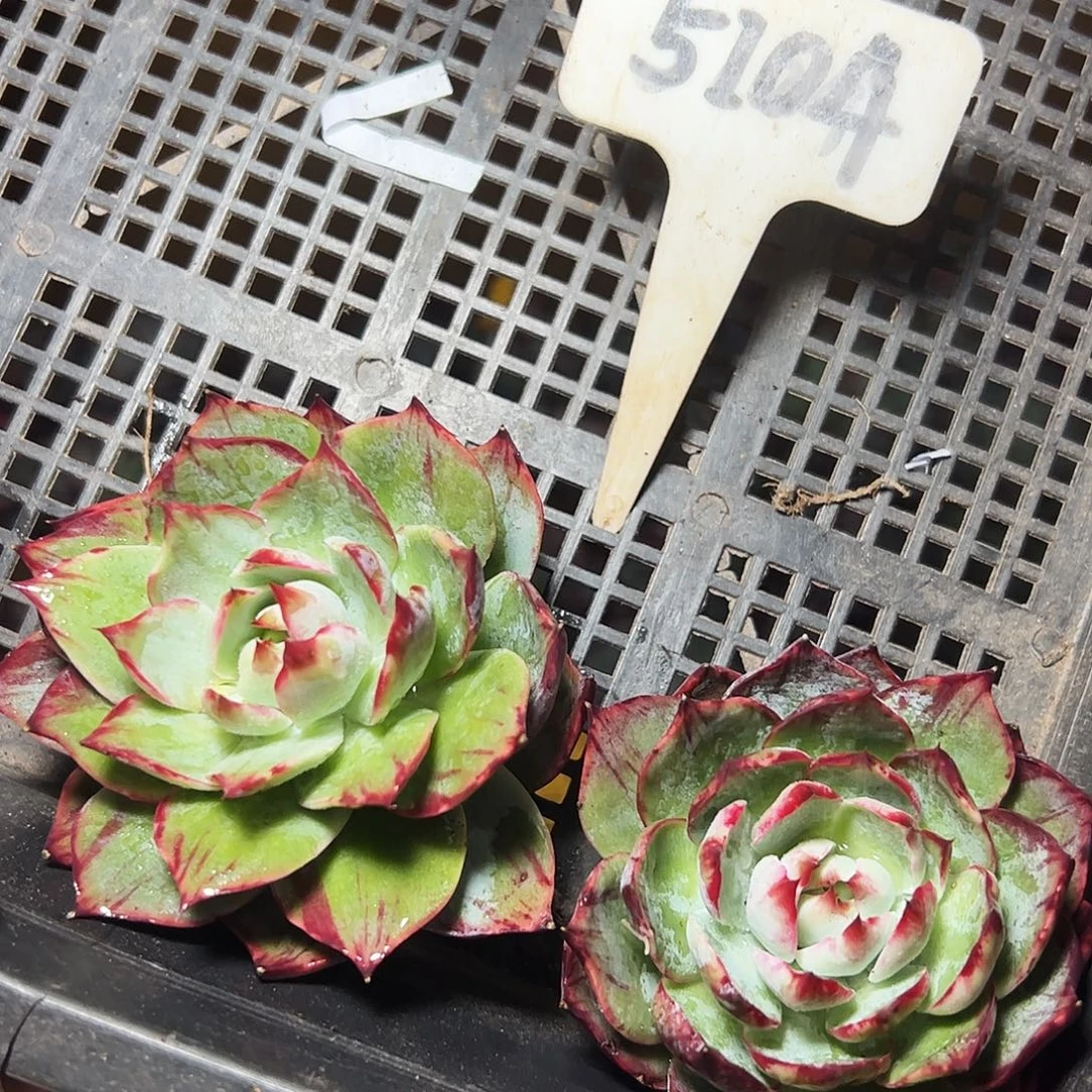 惊鸿仙子两颗5104号