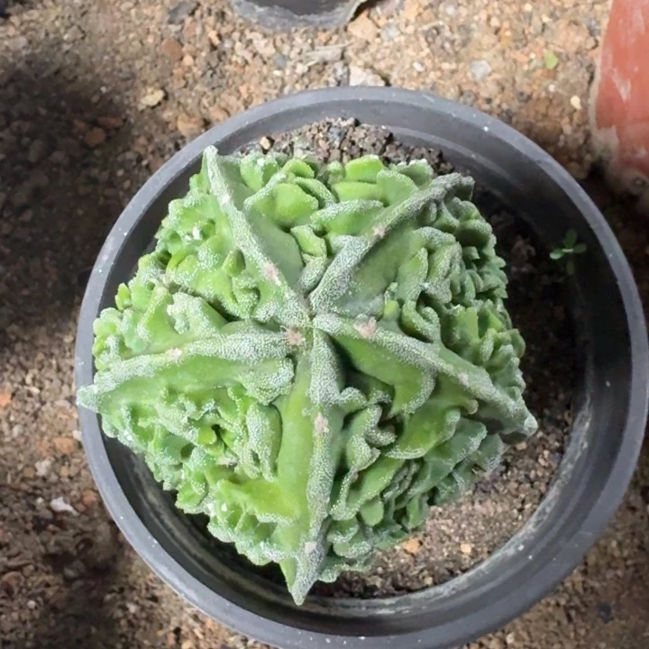 当前无花栽培后可以开花实生核桃