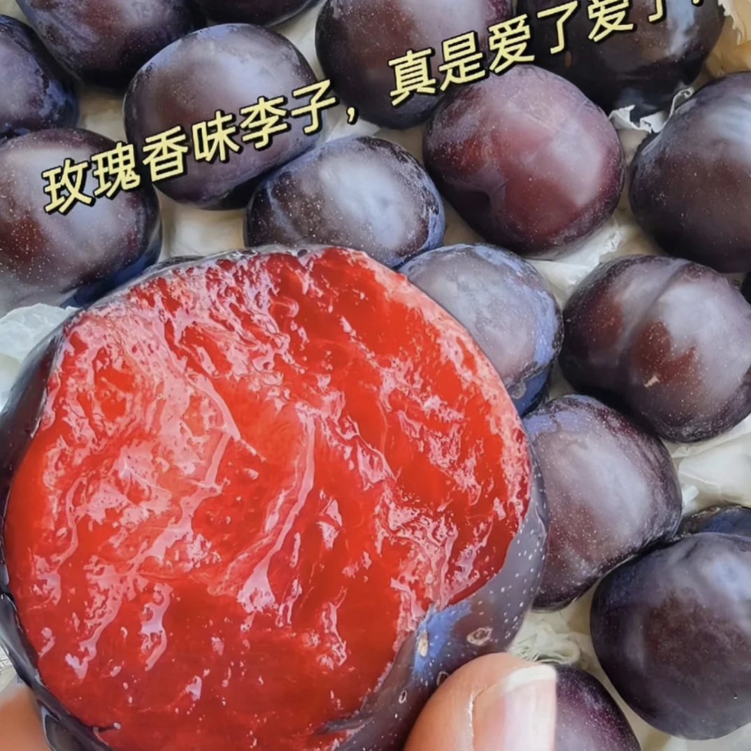 玫瑰李皮薄肉厚核小，冷藏后吃简直绝了！