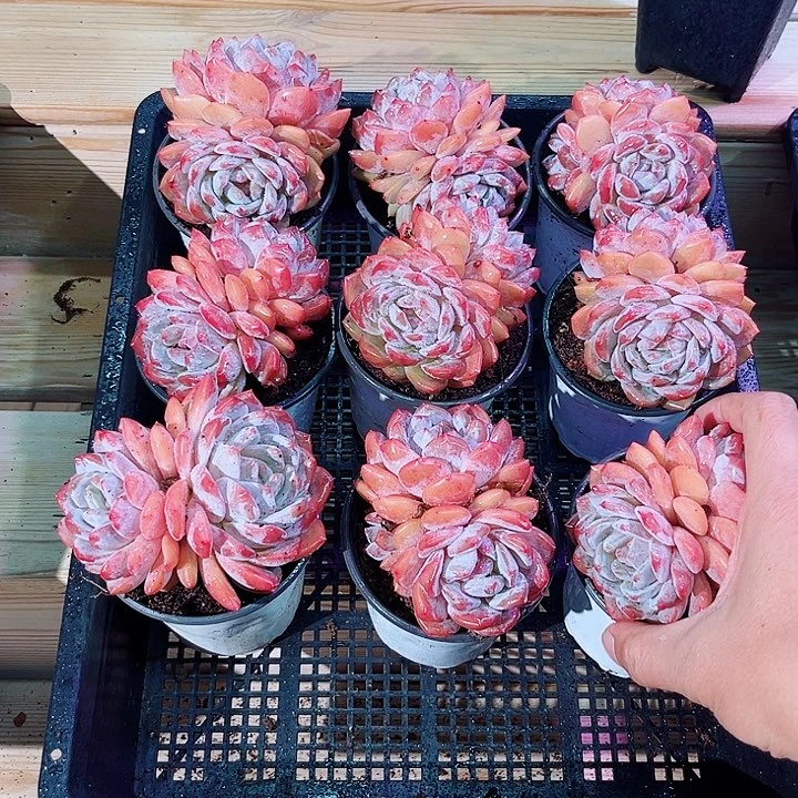双头橙梦露多肉植物