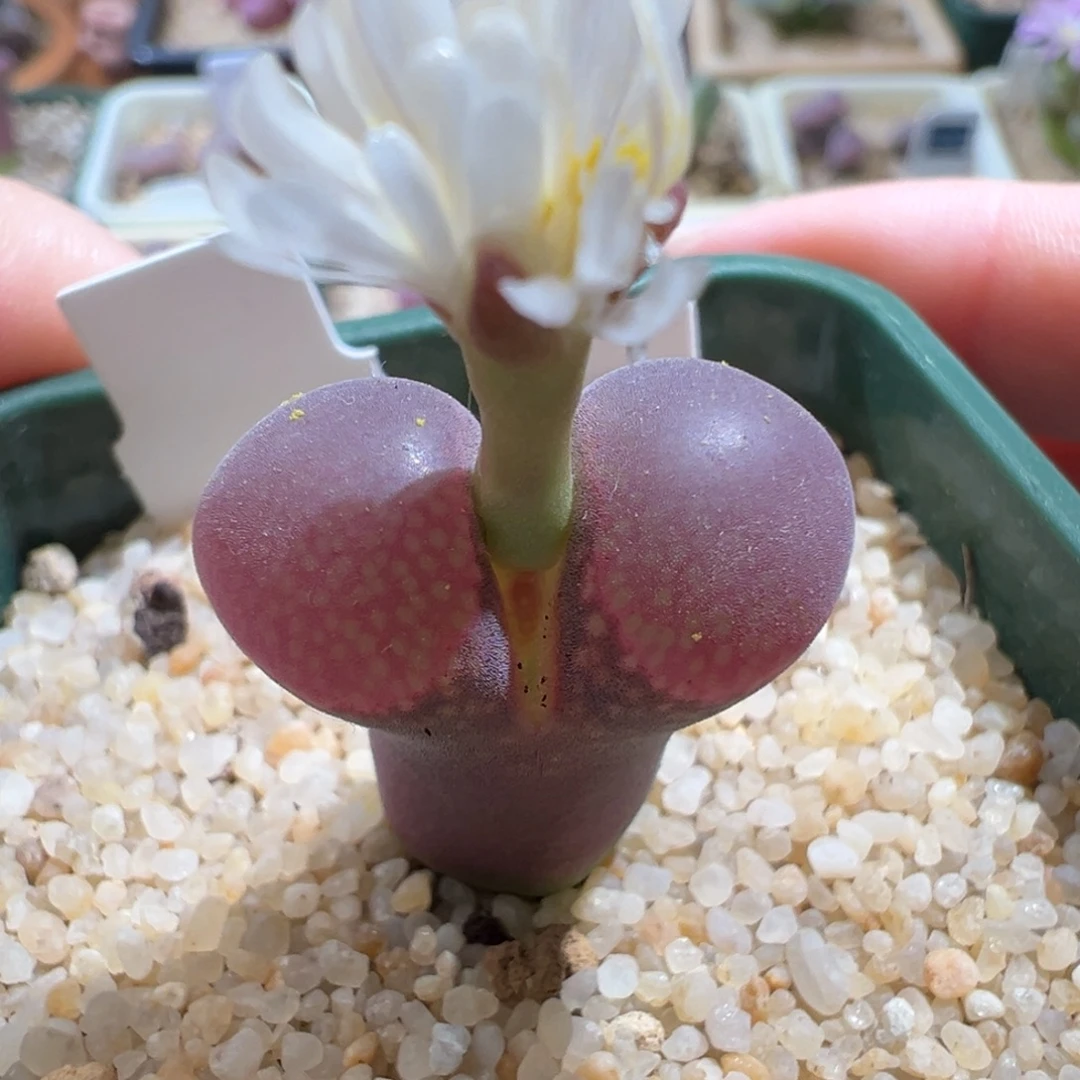 w/885。流量密码 开白花4年。