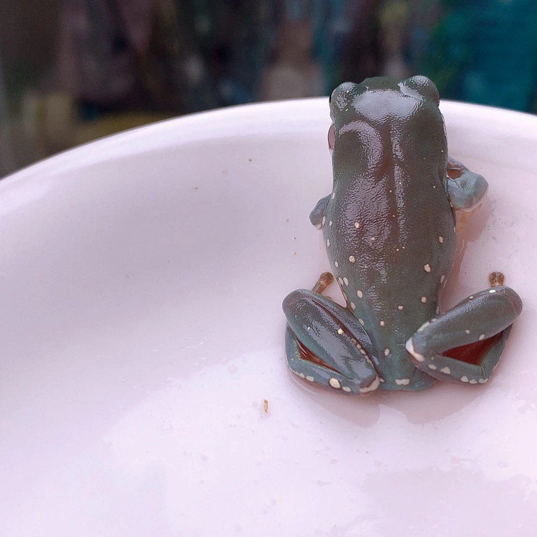 老爷树蛙15号精品超蓝系列，个性银色波点