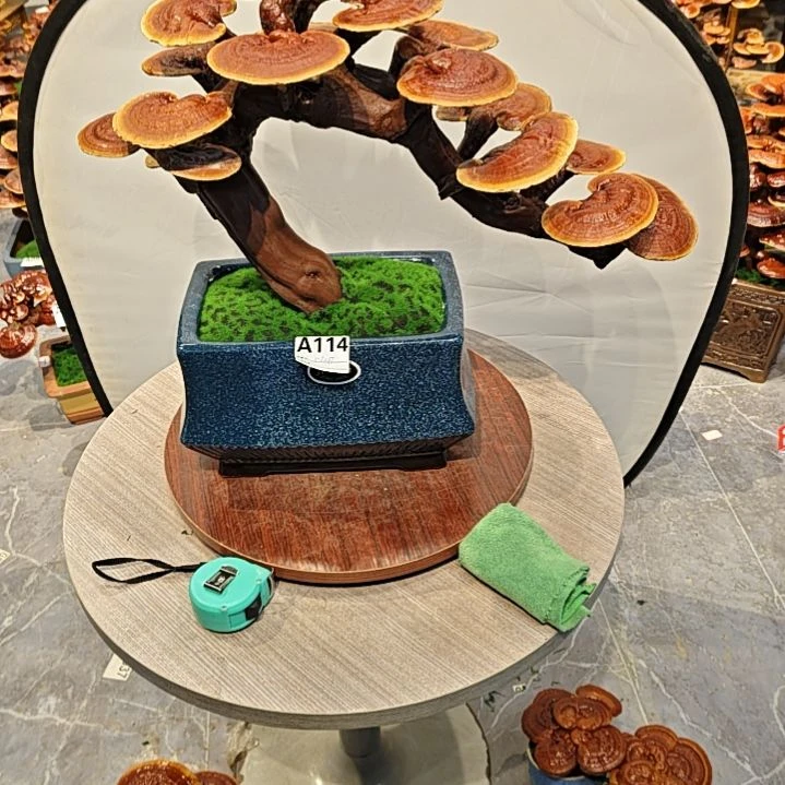 灵芝盆景高端大气上档次