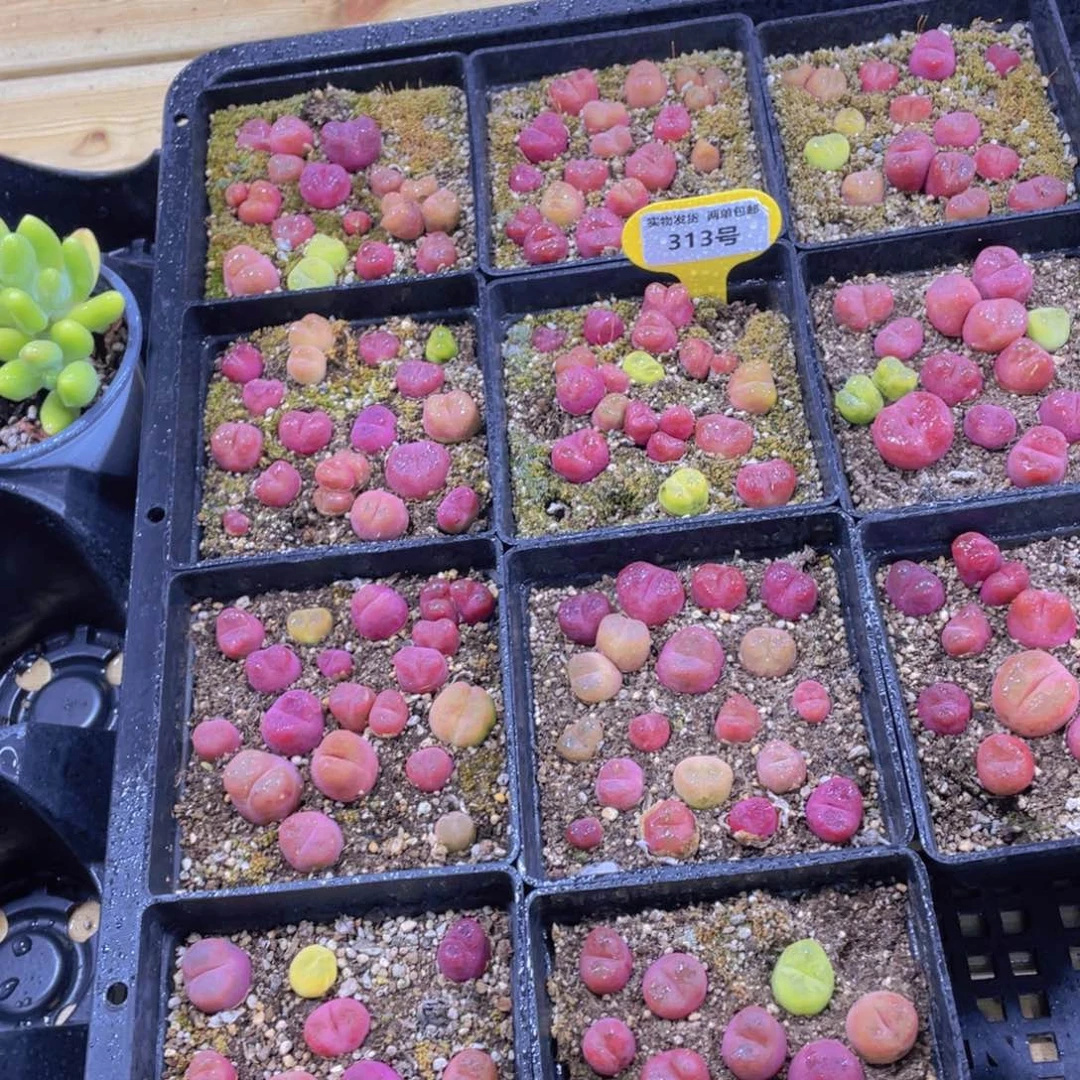 313号 八年毛汉尼一盒