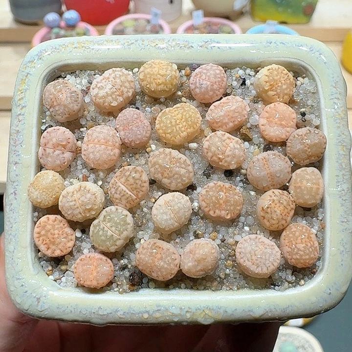 红陶蘑菇534饼干