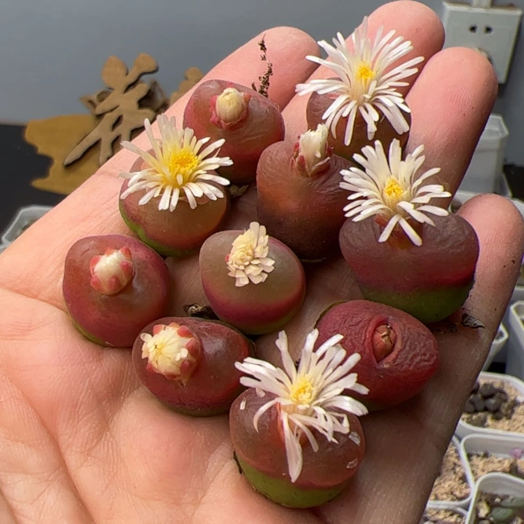 【闪购商品】00000001