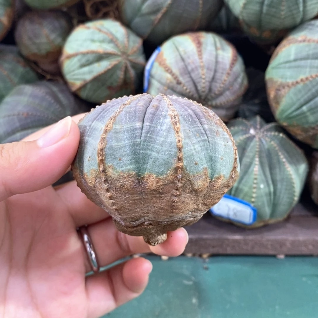 原产地布纹球 发货9折