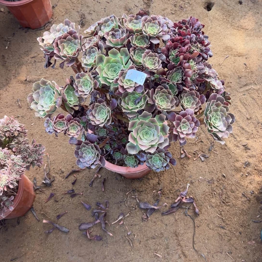 欧紫有伤218官府45厘米