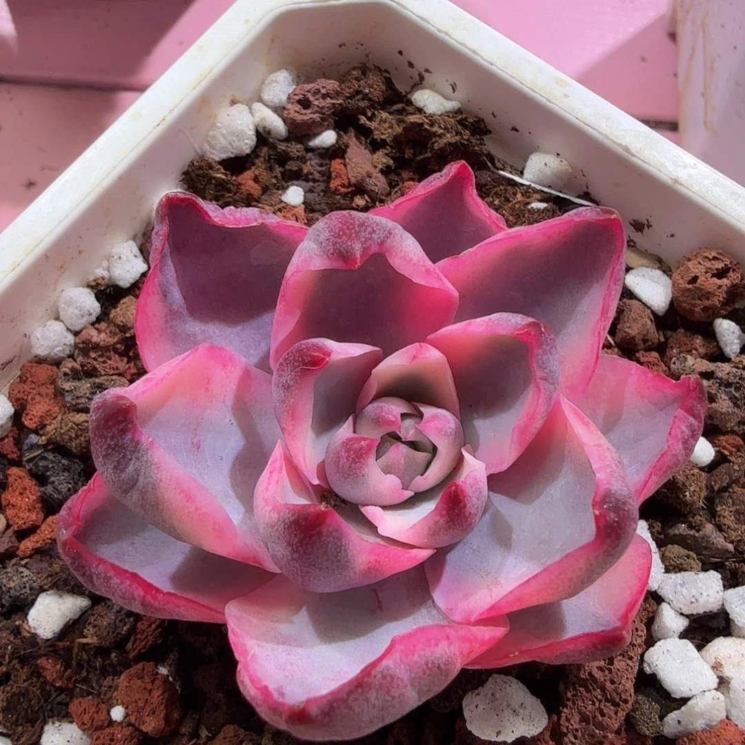 赫拉锦，头盖无根，