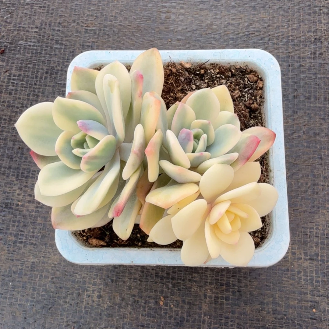 白月光锦锦上园艺一物一拍